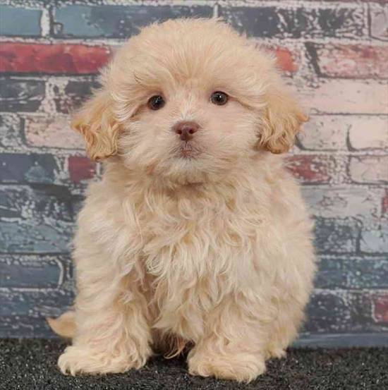 Shizapoo
