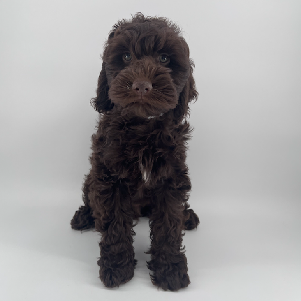 carousel pet images