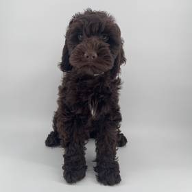 Cockapoo
