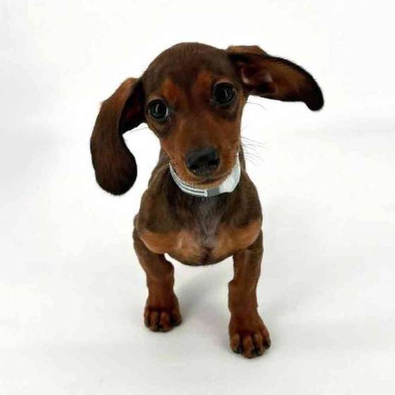 Female Dachshund Puppies for Sale in Tolleson