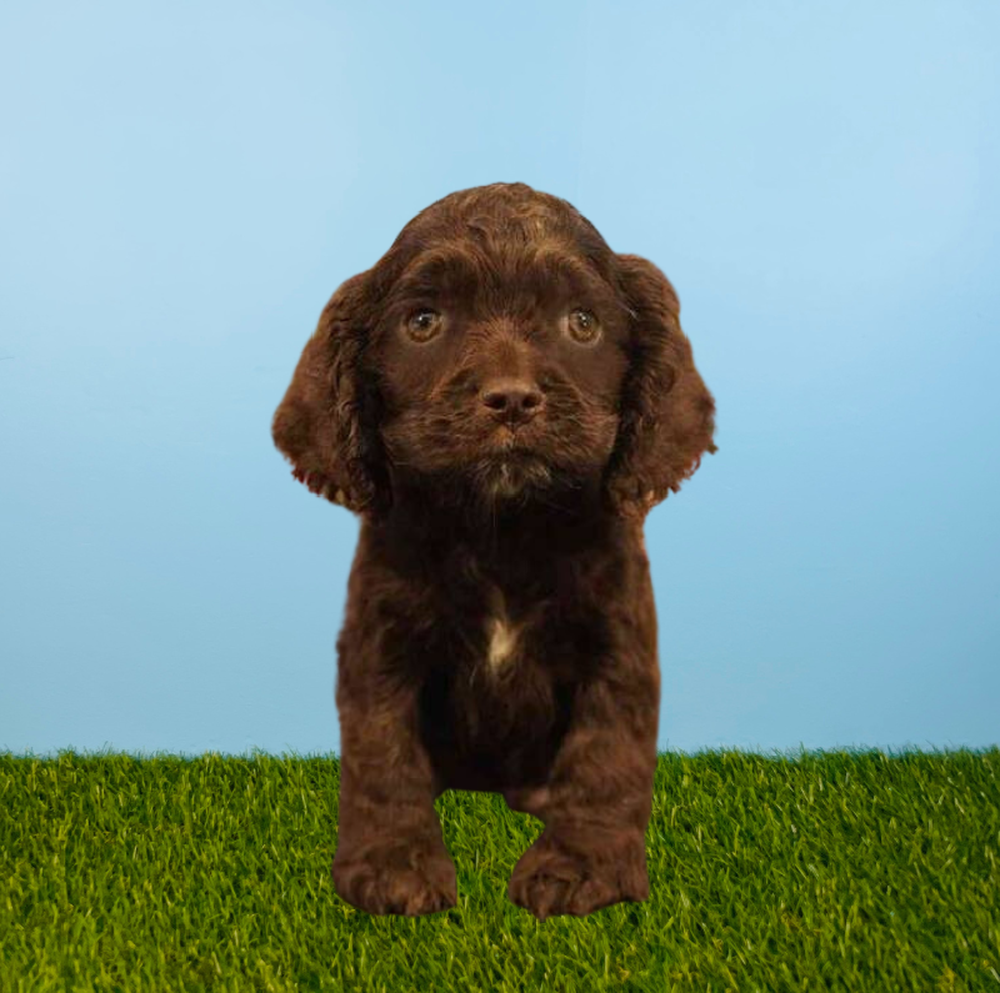 Male Cocker Spaniel Puppy for Sale in Tolleson, AZ