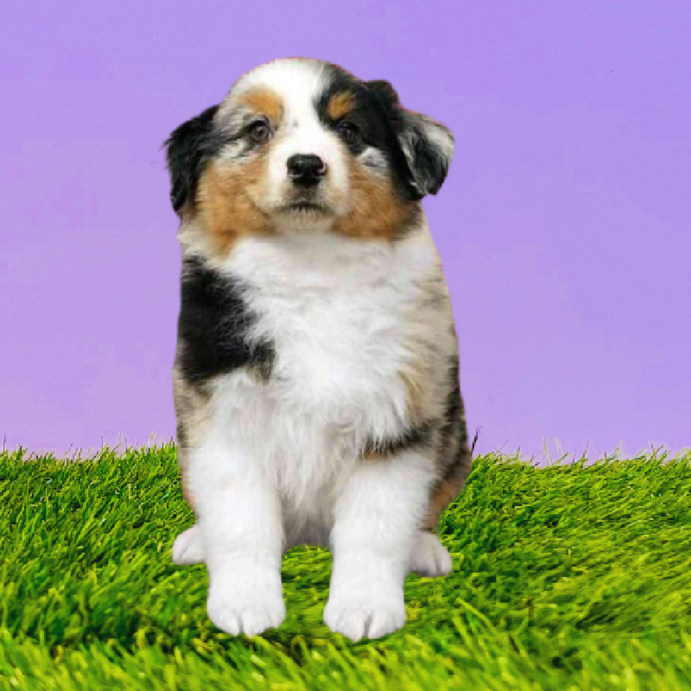 Female Australian Shepherd Puppy for Sale in Marietta, GA