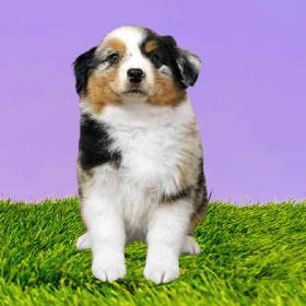 Australian Shepherd