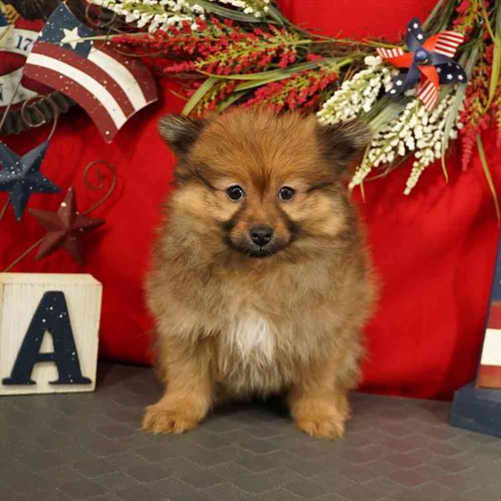 carousel pet images