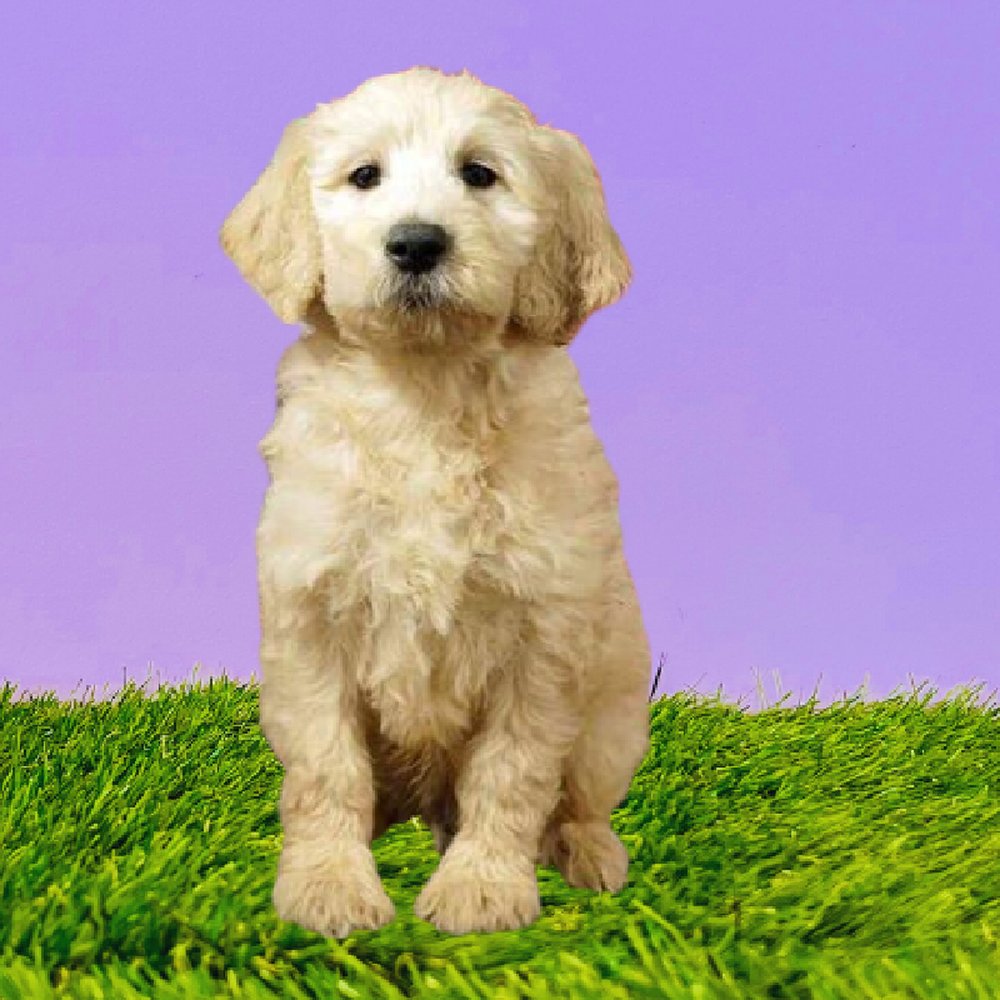 Male 2nd Gen Standard Goldendoodle Puppy for Sale in Marietta, GA