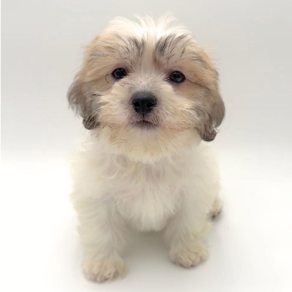 Image of a pet breed in the gallery