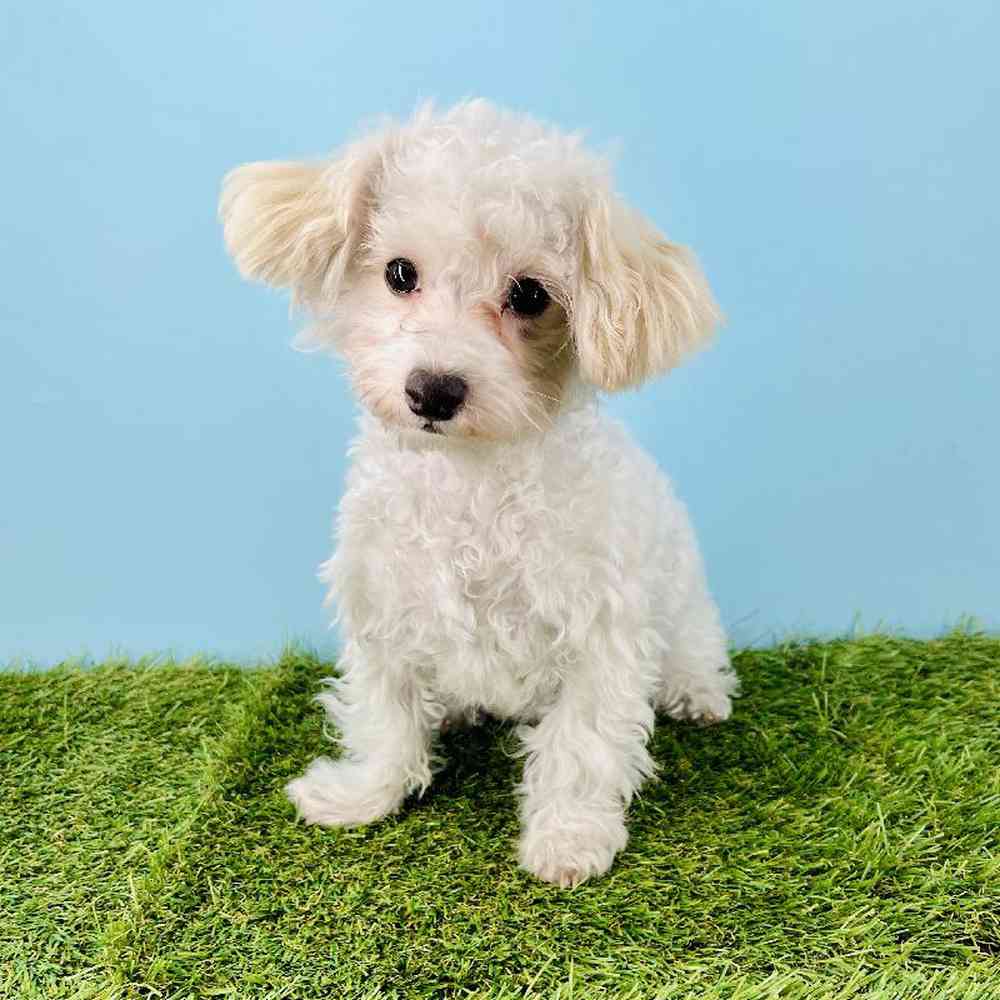 pet breed image