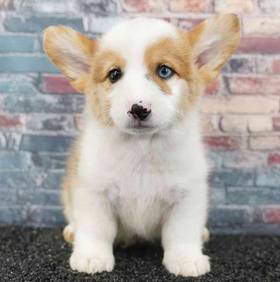 American Corgi