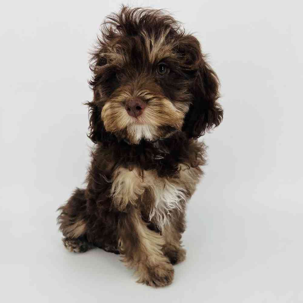 Male Cockapoo Puppy for Sale in Tolleson, AZ