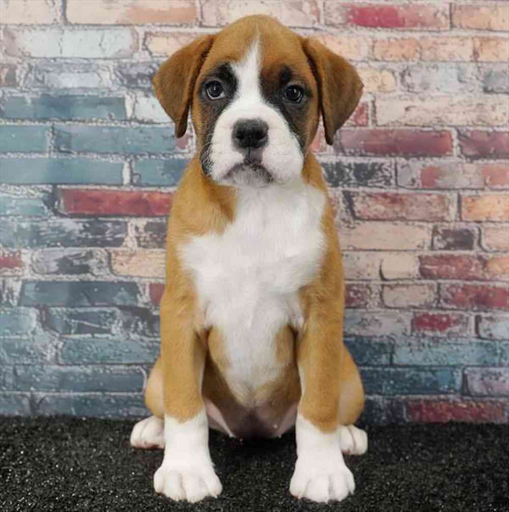 Image of a pet breed in the gallery