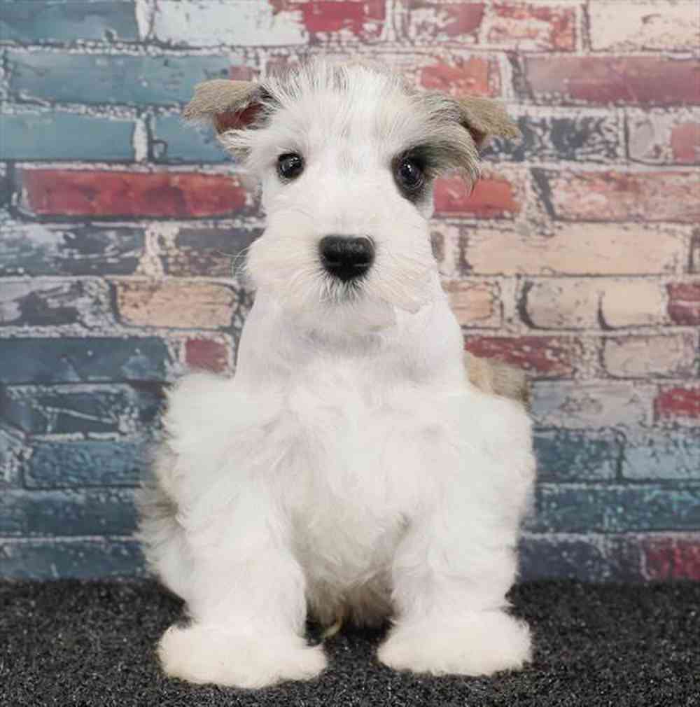 Image of a pet breed in the gallery