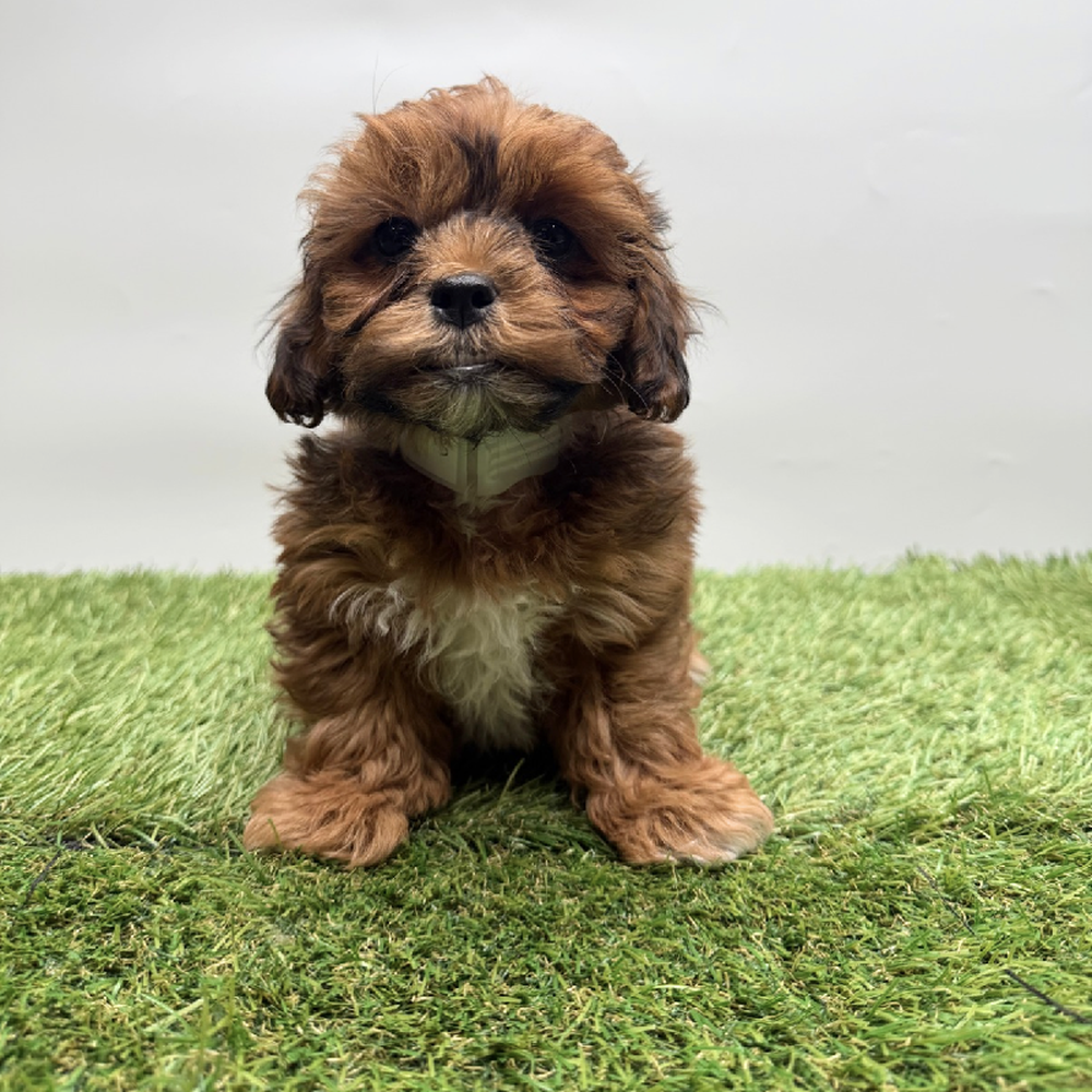 Image of a pet breed in the gallery