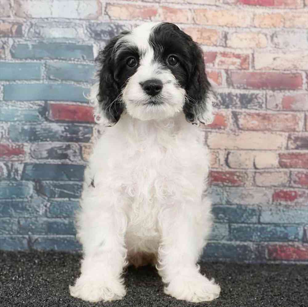 Image of a pet breed in the gallery