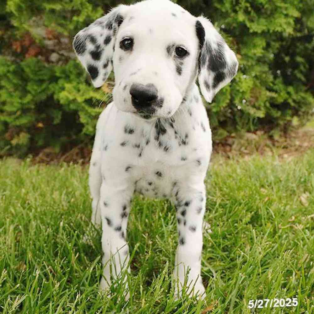 Image of a pet breed in the gallery