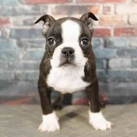 Boston Terrier