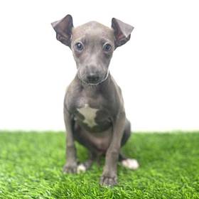 Italian Greyhound