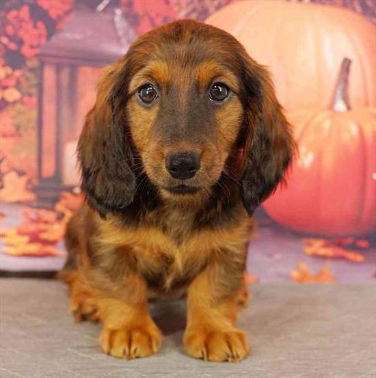 Dachshund