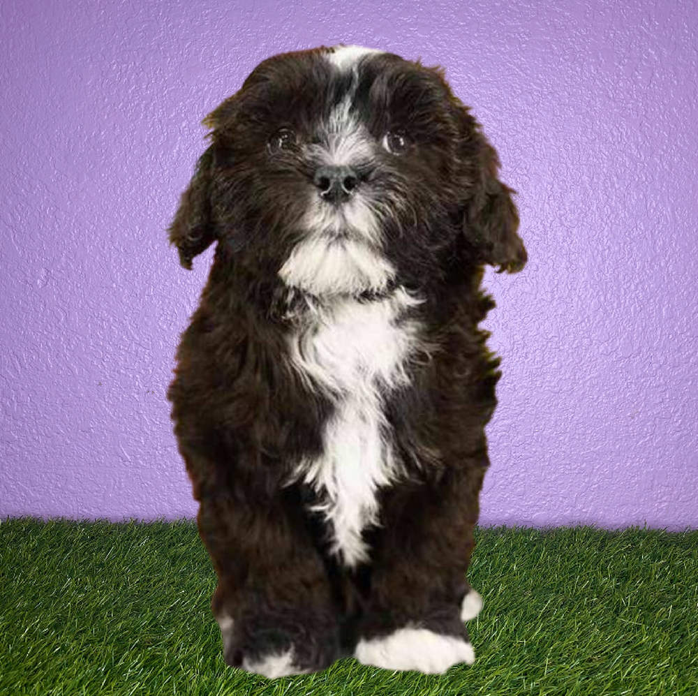carousel pet images