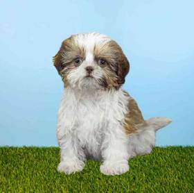 Shih Tzu