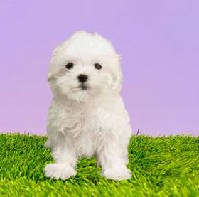 Maltese