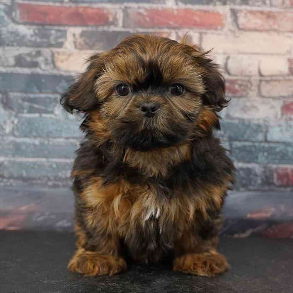 Image of a pet breed in the gallery