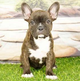Frenchton