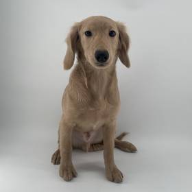 2nd Gen Mini Goldendoodle
