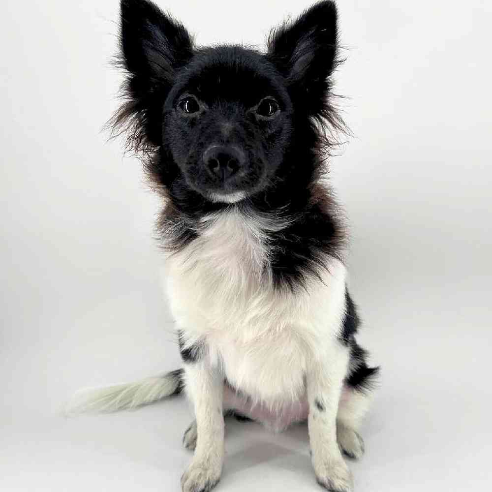 pet breed image