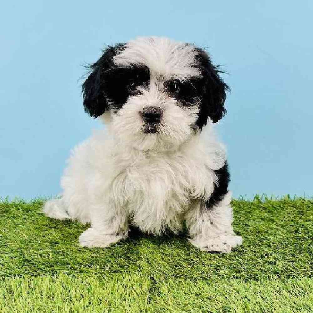pet breed image