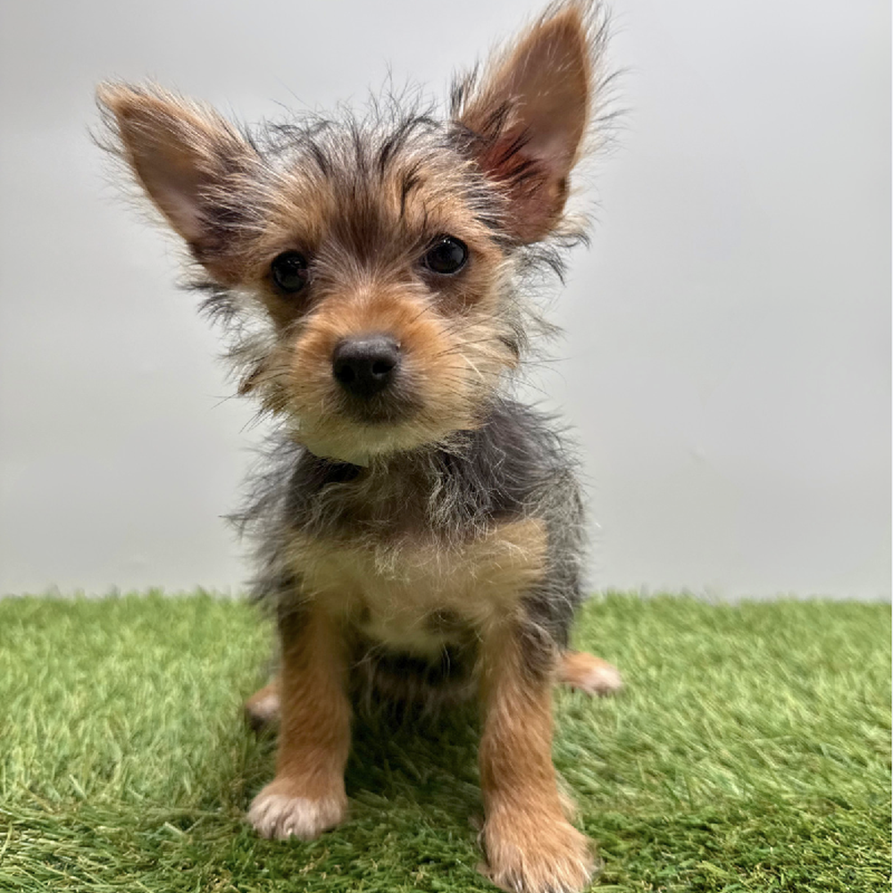 Image of a pet breed in the gallery