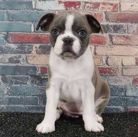Frenchton