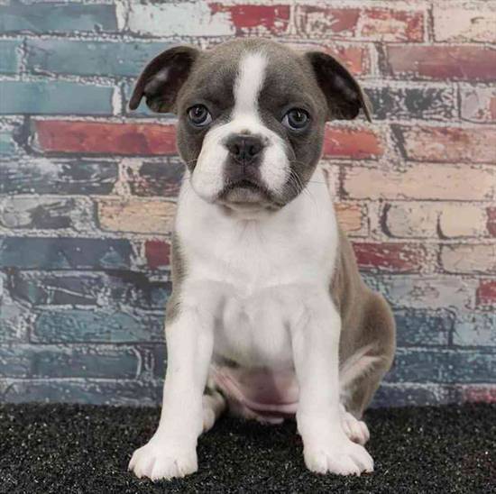 Frenchton