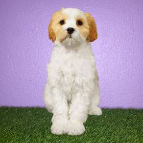 Cavachon
