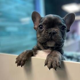 French Bulldog