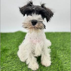 Mini Schnauzer