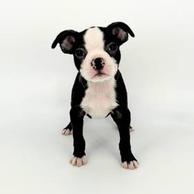 Boston Terrier
