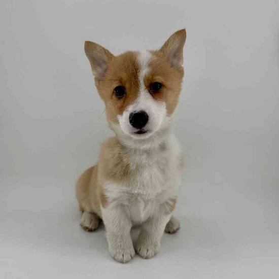 Pembroke Welsh Corgi