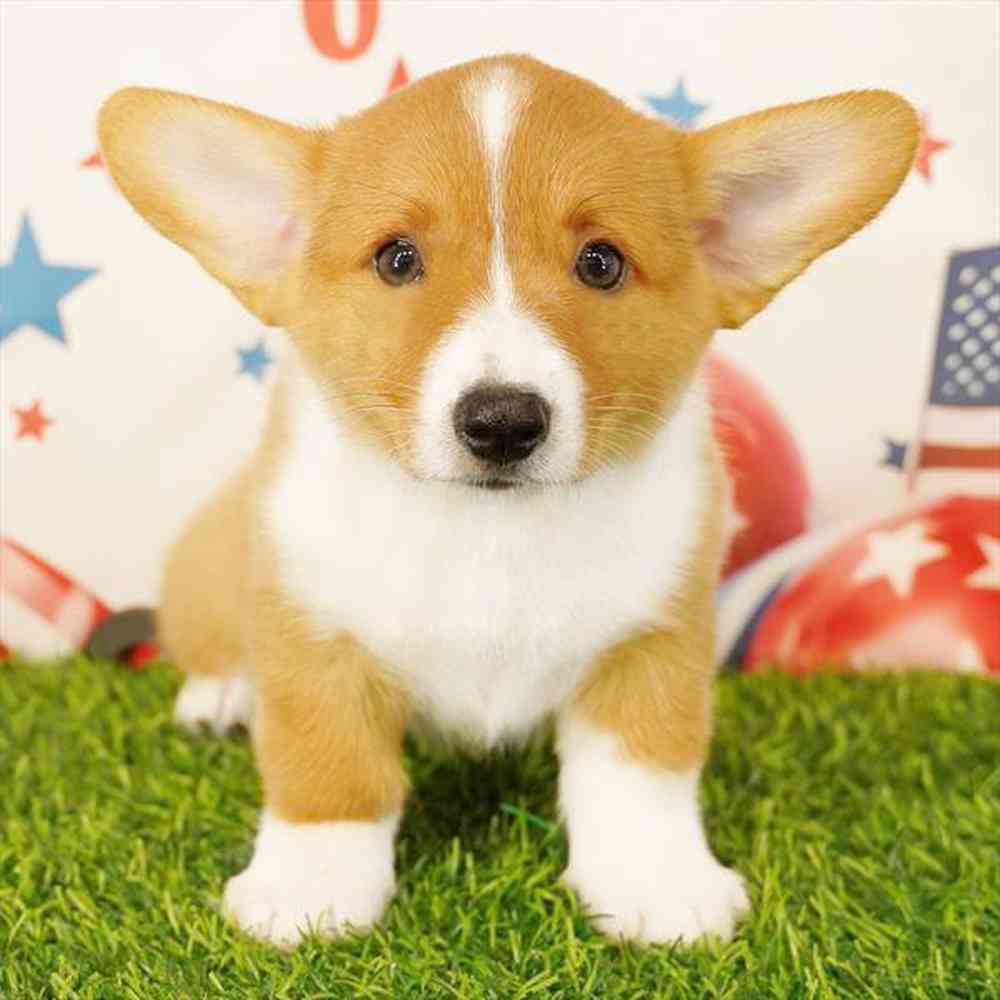 pet breed image