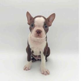Boston Terrier