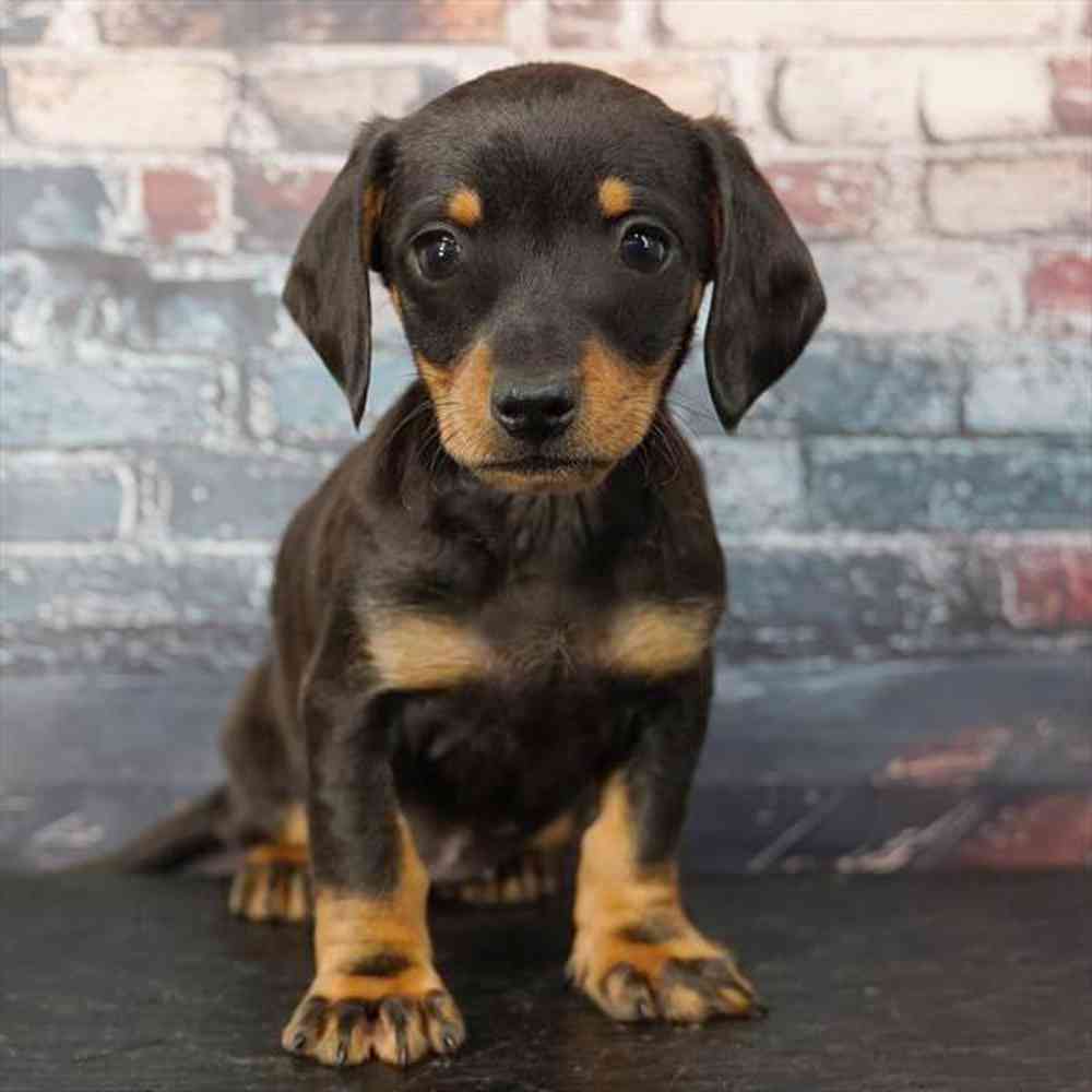 Image of a pet breed in the gallery