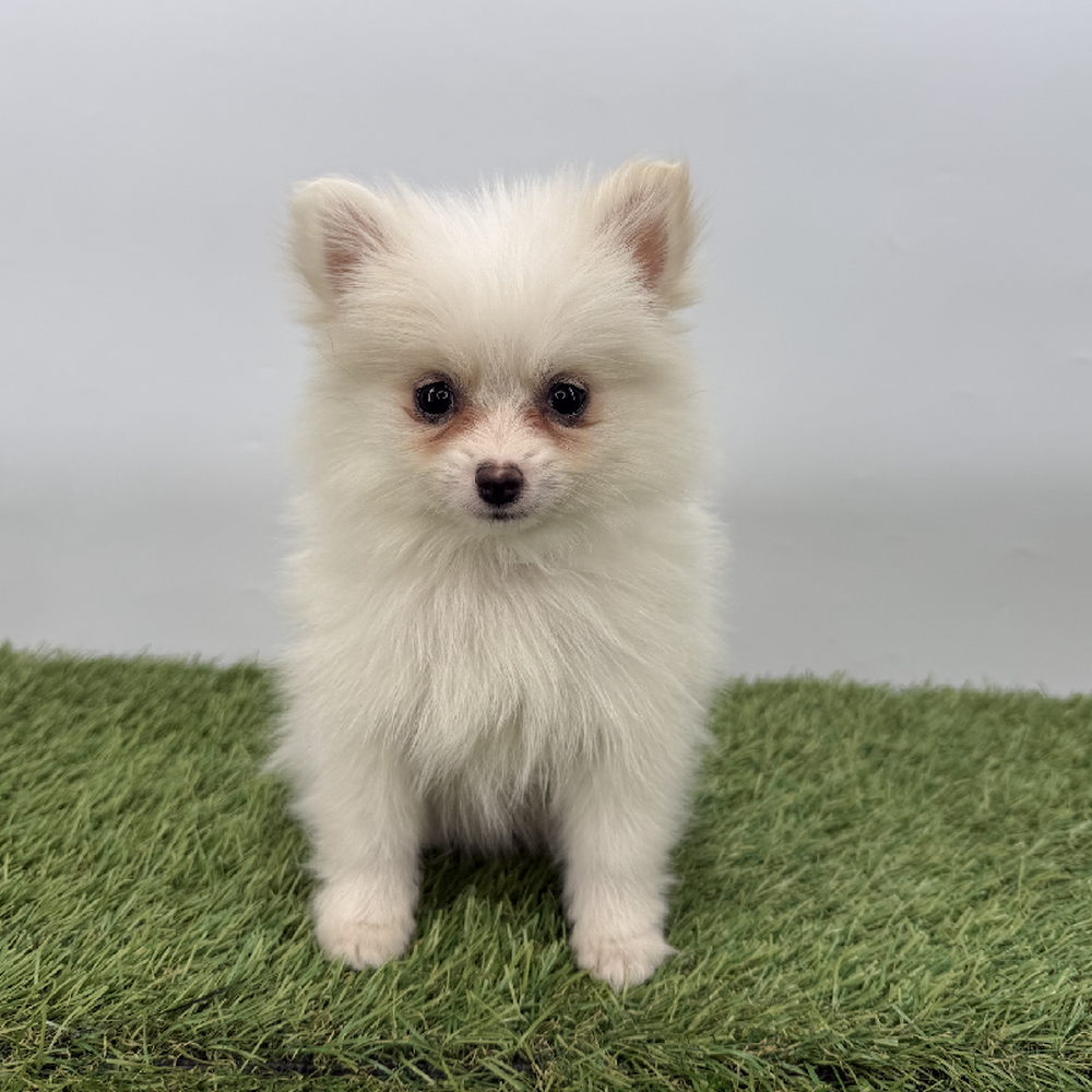 pet breed image