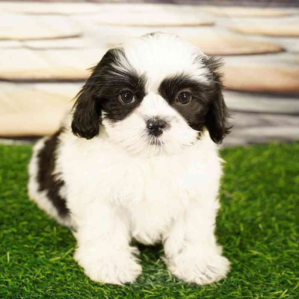 Image of a pet breed in the gallery