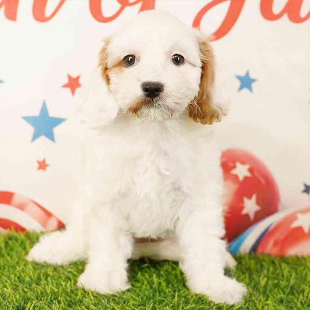 Image of a pet breed in the gallery