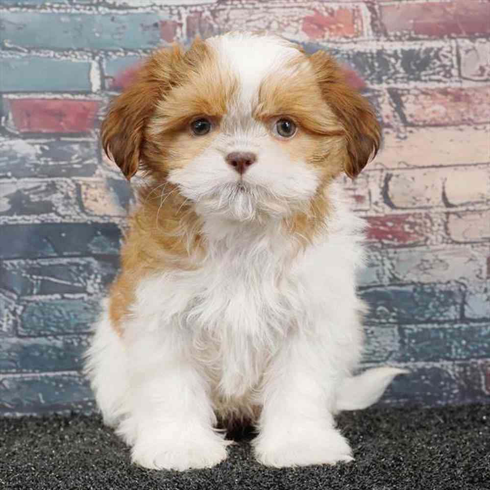 Image of a pet breed in the gallery