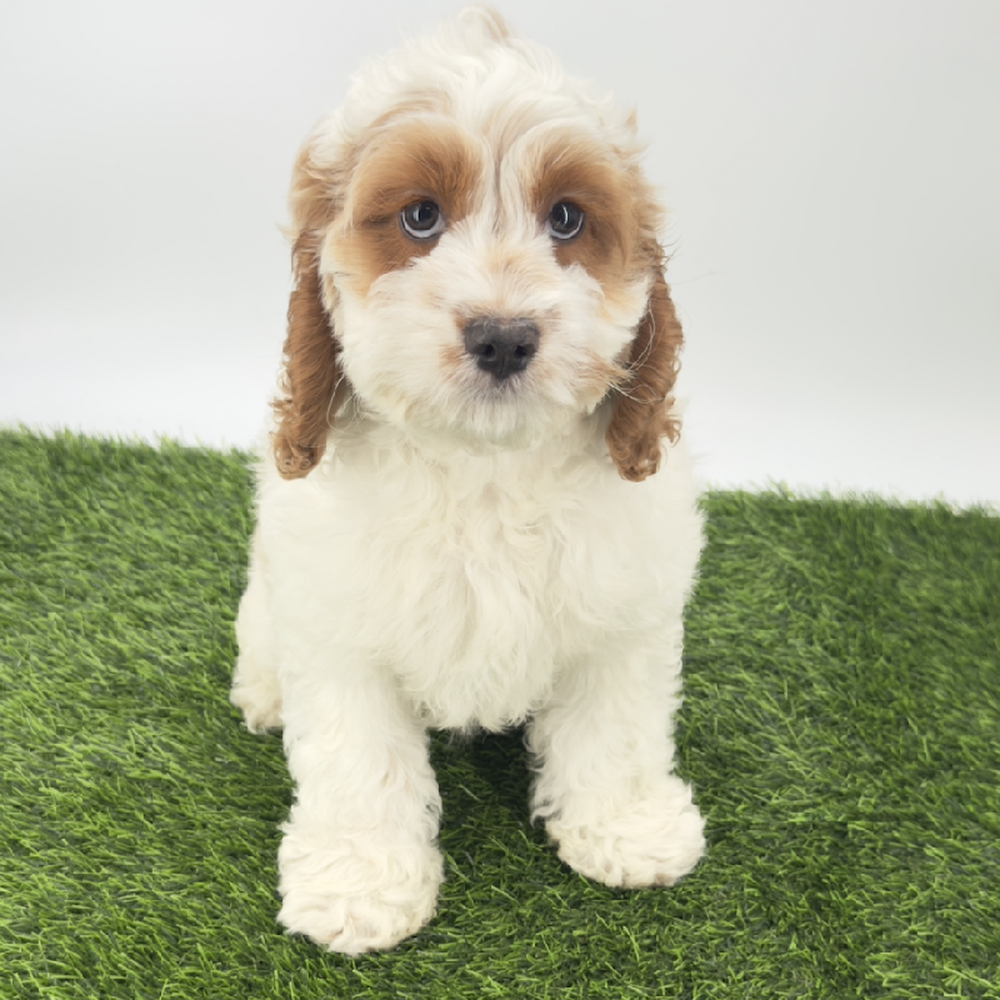 carousel pet images