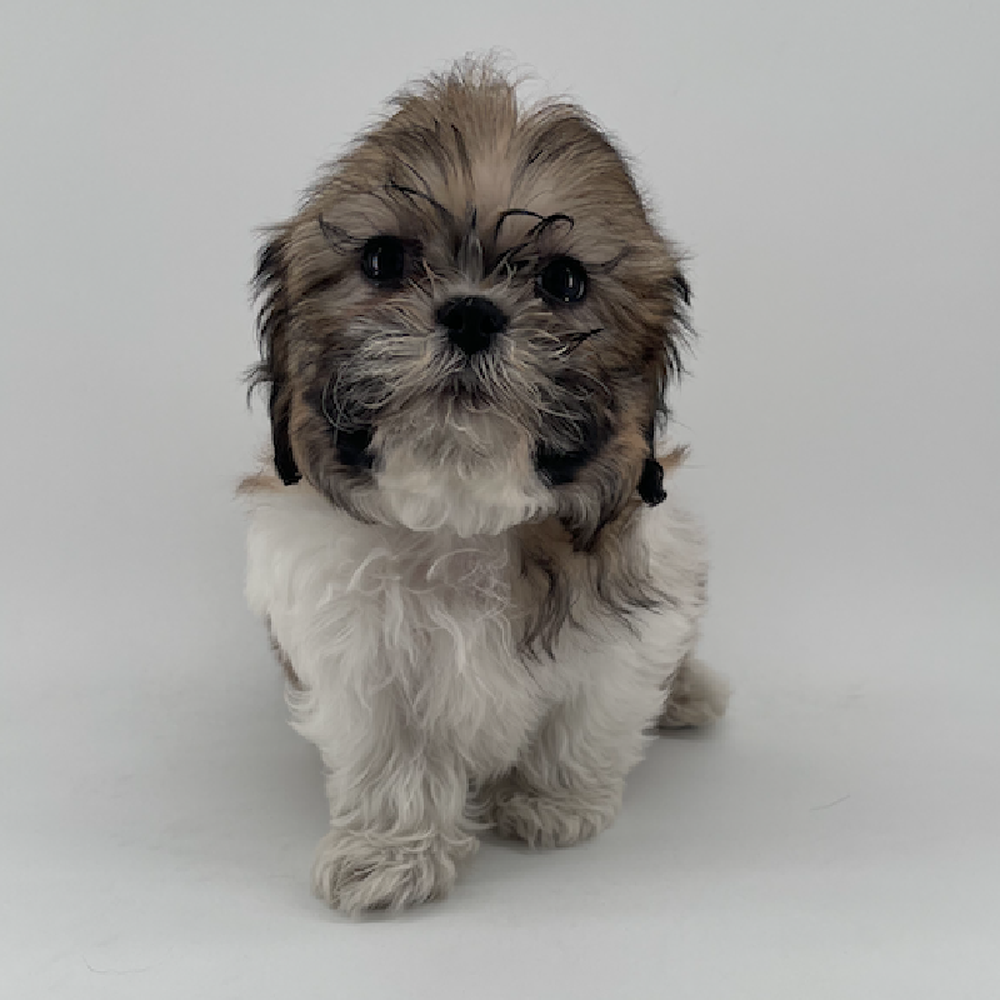 pet breed image
