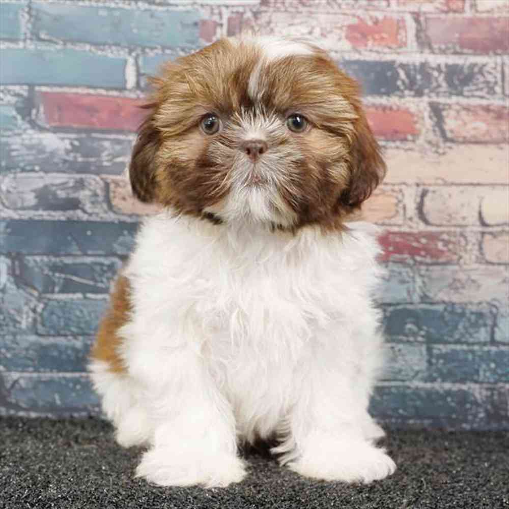 carousel pet images
