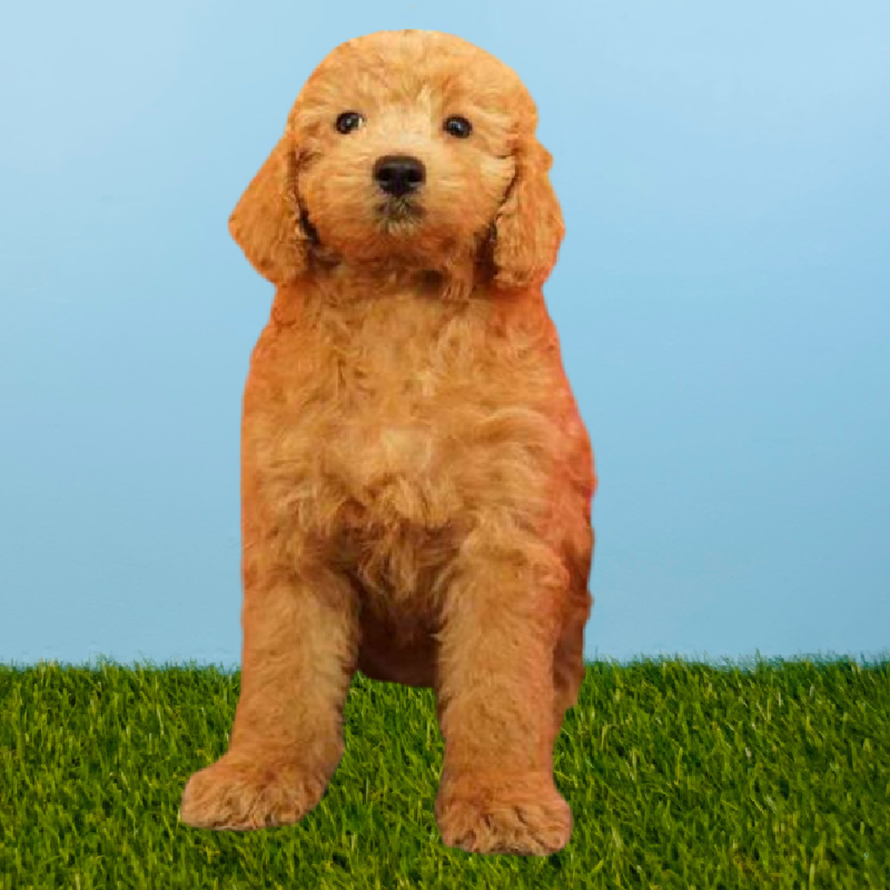 Female 2nd Gen Mini Goldendoodle Puppy for Sale in Pasadena, TX