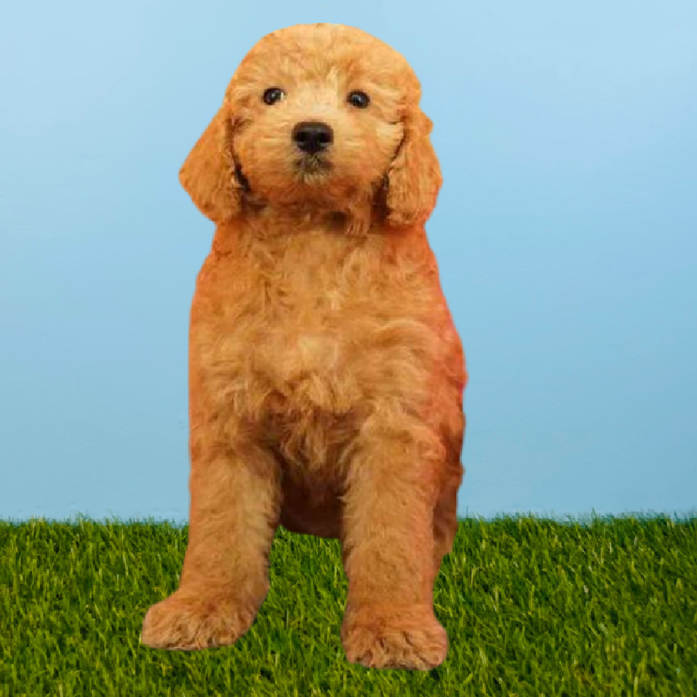 carousel pet images