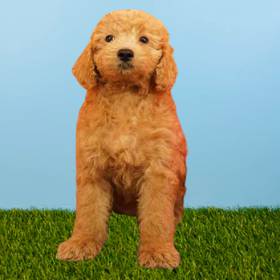 2nd Gen Mini Goldendoodle